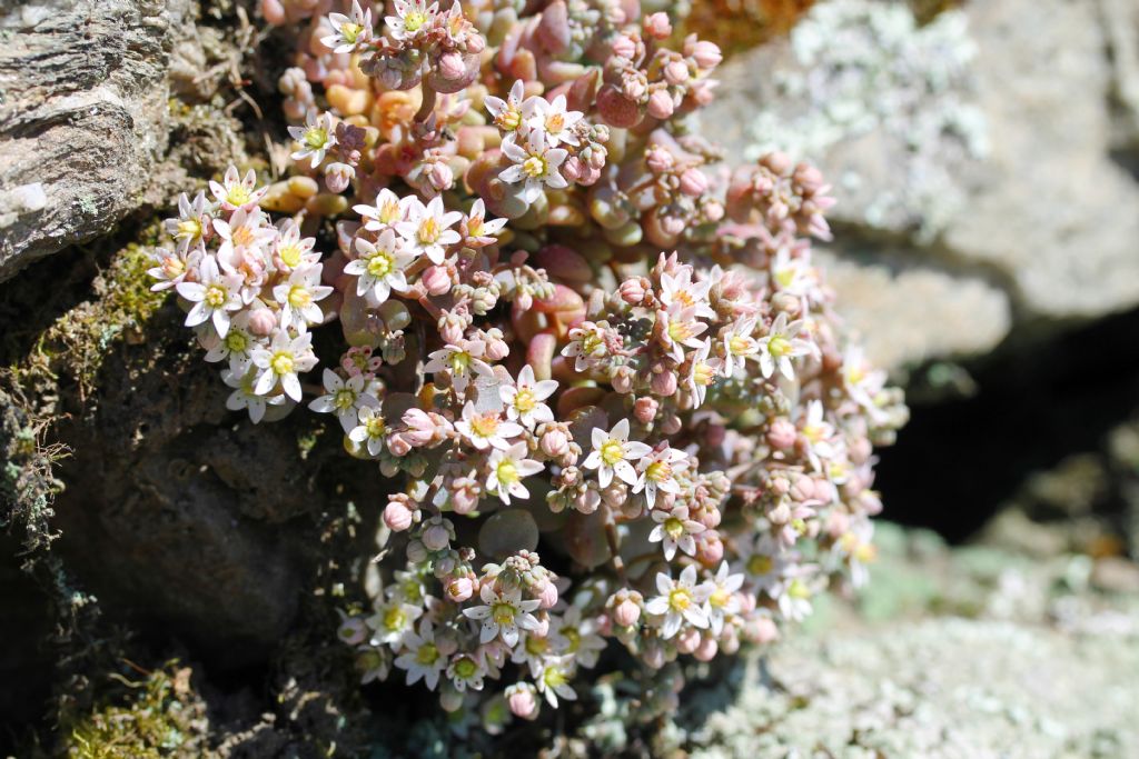Sedum dasyphyllum / Borracina cinerea